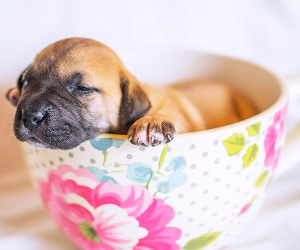 Charm of Teacup Puppies