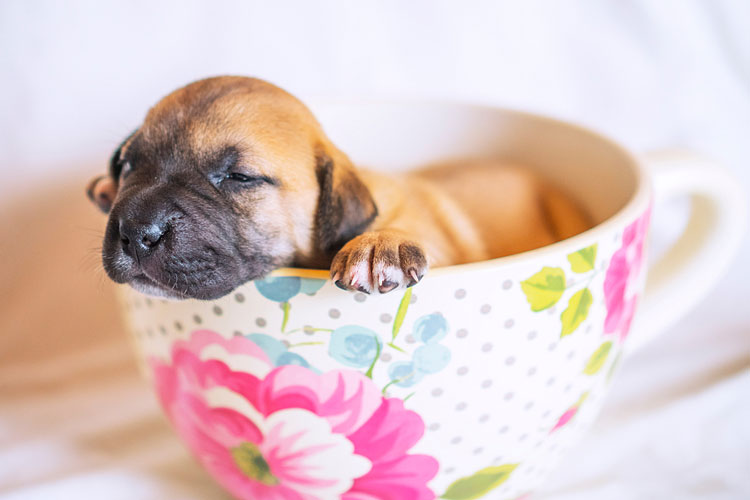 Charm of Teacup Puppies