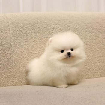 Potter - Micro Teacup Pomeranian