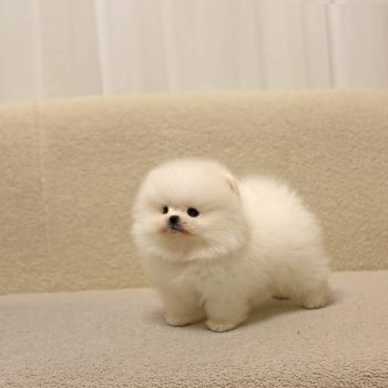 Potter - Micro Teacup Pomeranian