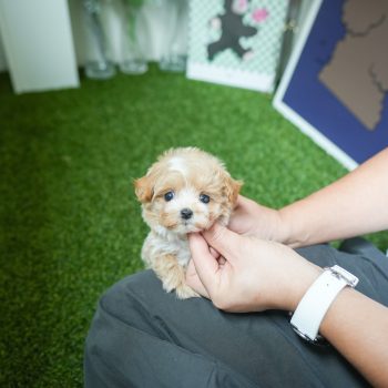 Arlene - Teacup Maltipoo