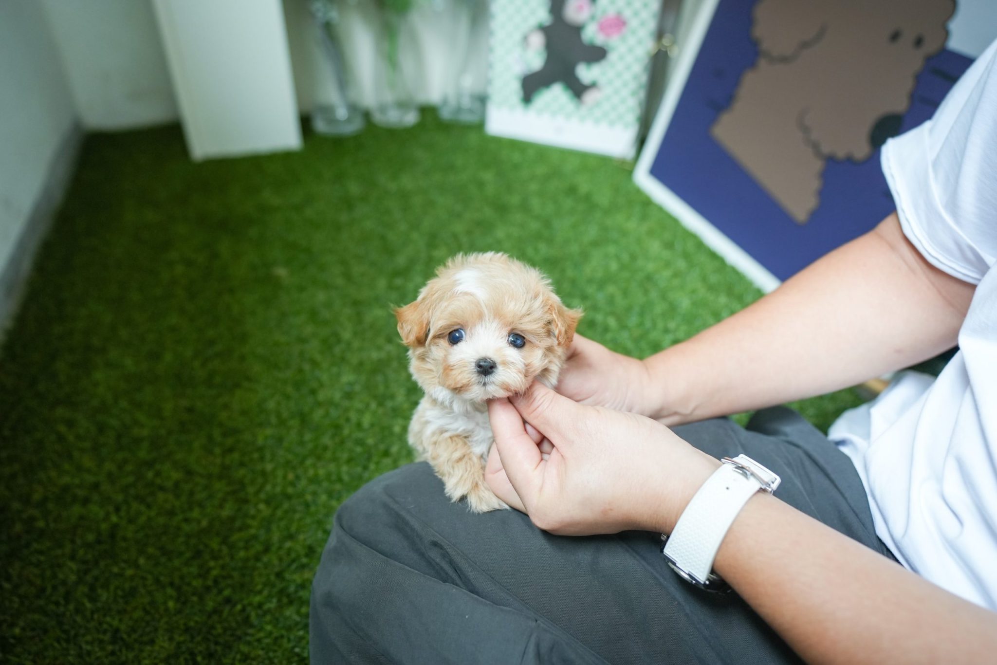 Arlene - Teacup Maltipoo