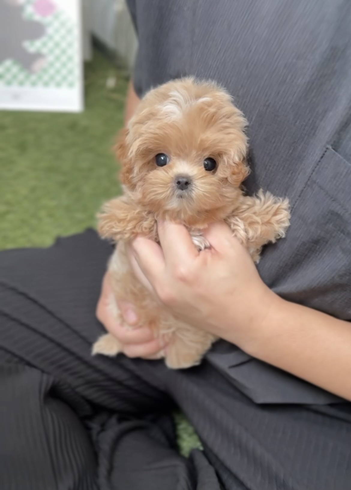 Anjo - Teacup Maltipoo