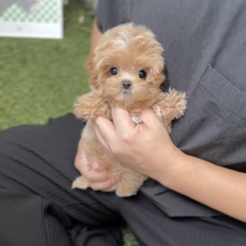 Anjo - Teacup Maltipoo