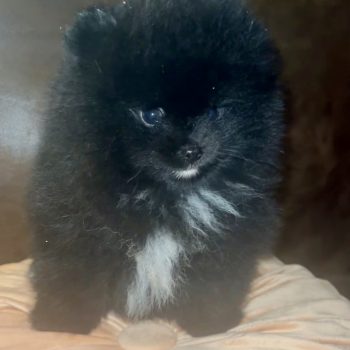 Prancer - Teacup Pomeranian