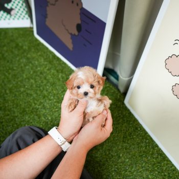 Arlene - Teacup Maltipoo