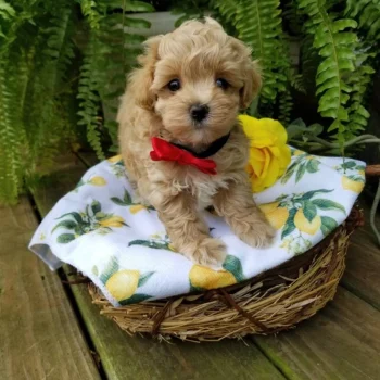 Aki - Tiny Toy Maltipoo