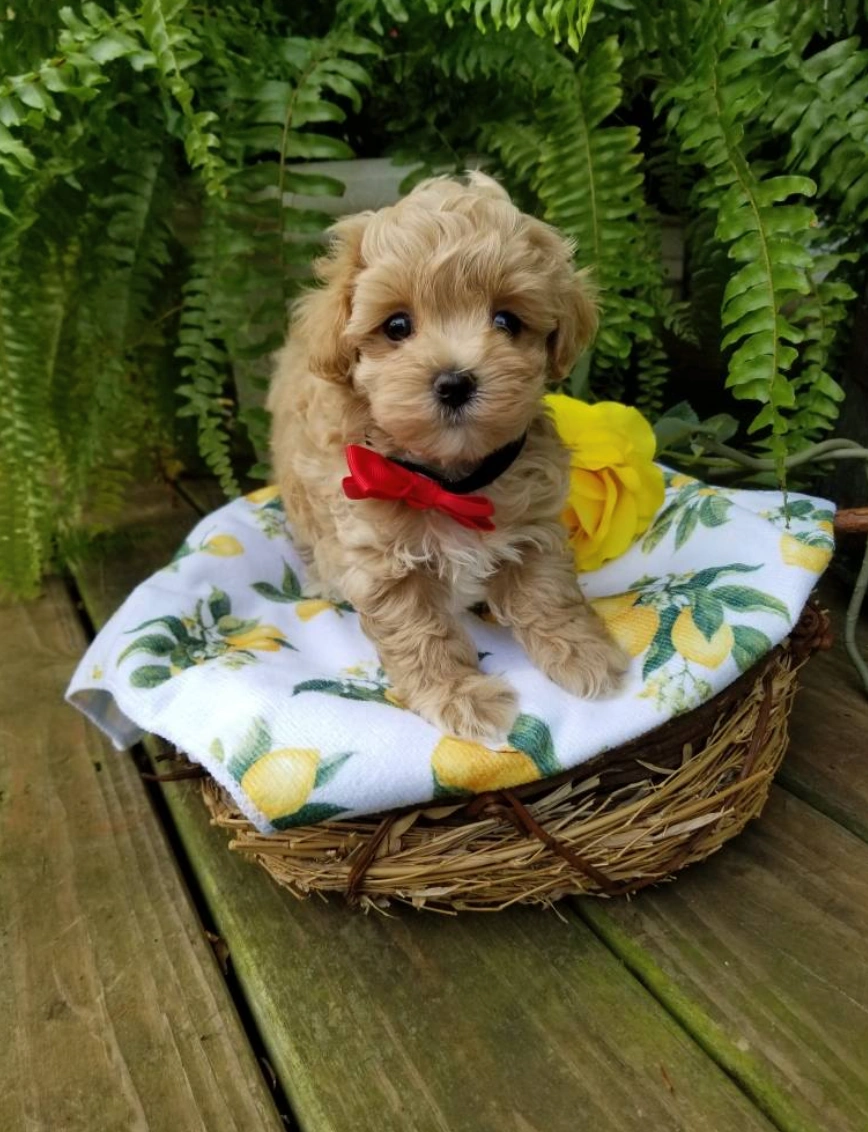 Aki - Tiny Toy Maltipoo