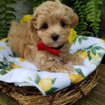 Aki - Tiny Toy Maltipoo