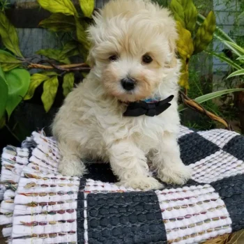 Alvin - Tiny Toy Maltipoo