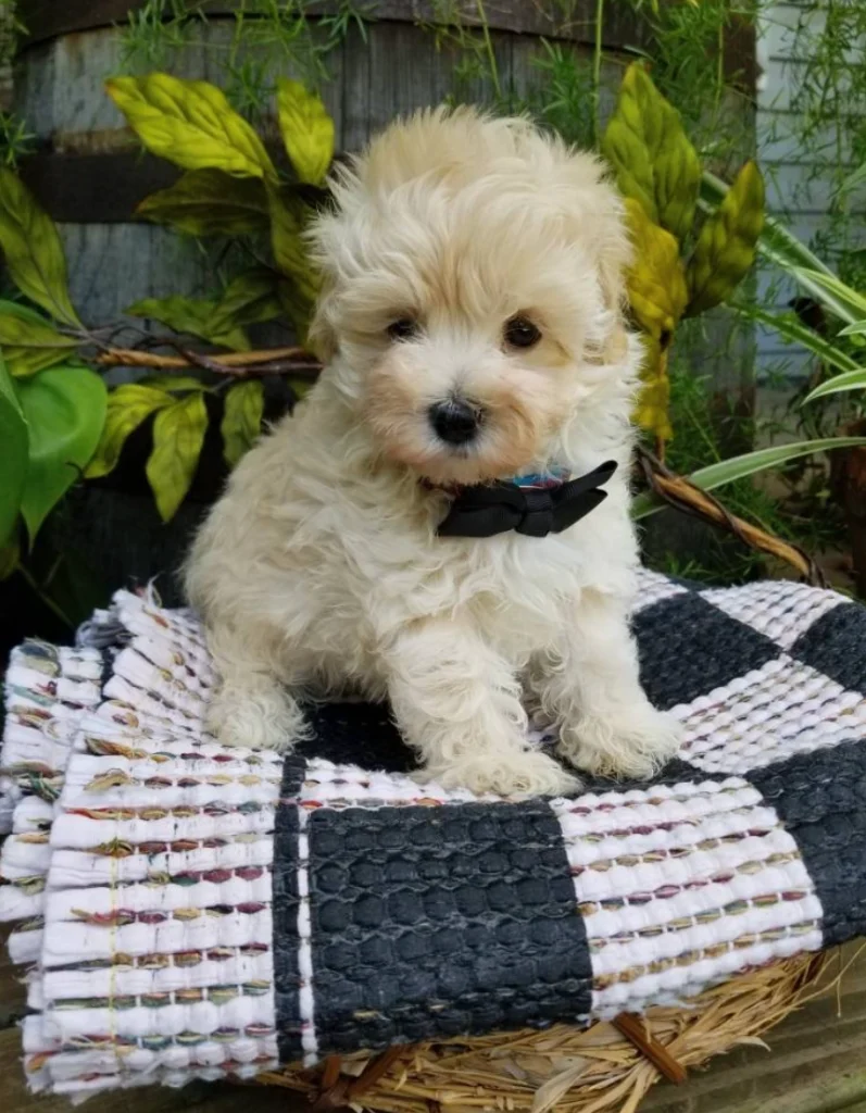 Alvin - Tiny Toy Maltipoo