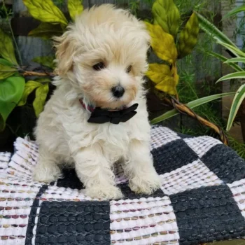 Alvin - Tiny Toy Maltipoo