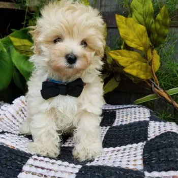 Alvin - Tiny Toy Maltipoo