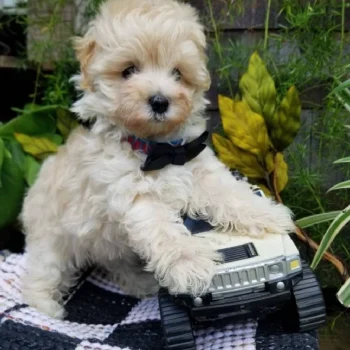 Alvin - Tiny Toy Maltipoo