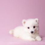 the Perfect Puppy