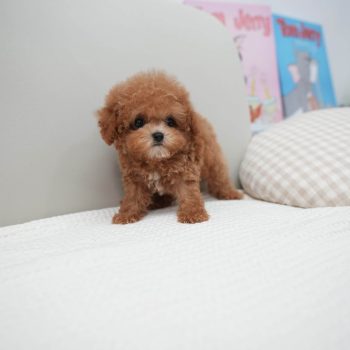 Tristan - Micro Teacup Poodle