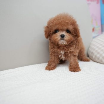 Tristan - Micro Teacup Poodle