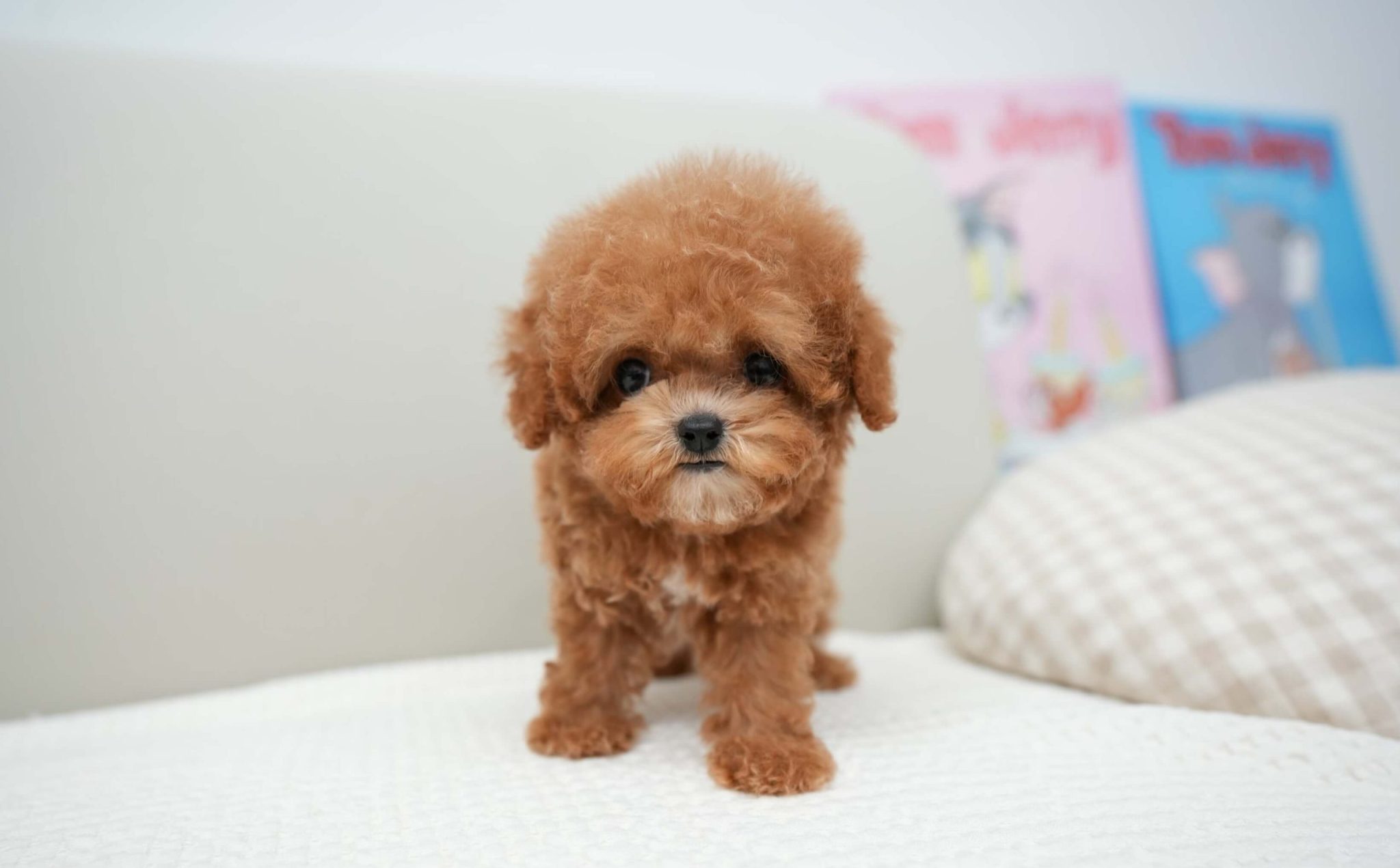 Tristan - Micro Teacup Poodle