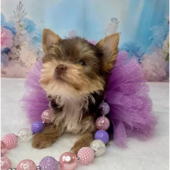 Nala - Micro Teacup Yorkie