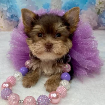 Nala - Micro Teacup Yorkie