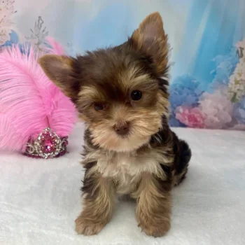 Nala - Micro Teacup Yorkie