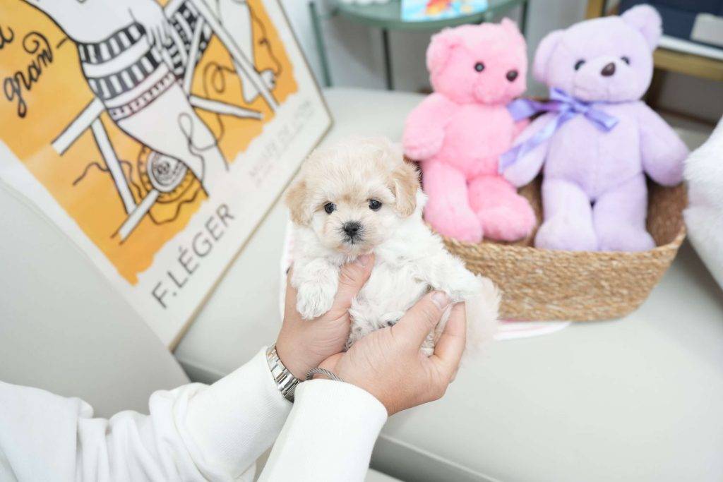 Almond - Teacup Toy  Maltipoo