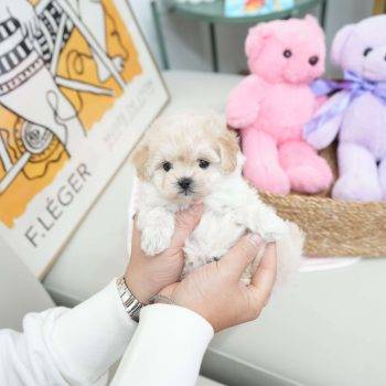 Almond - Teacup Toy  Maltipoo