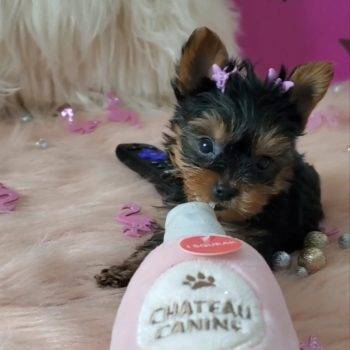 Nixie - Teacup Yorkie