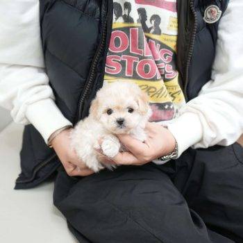 Almond - Teacup Toy  Maltipoo