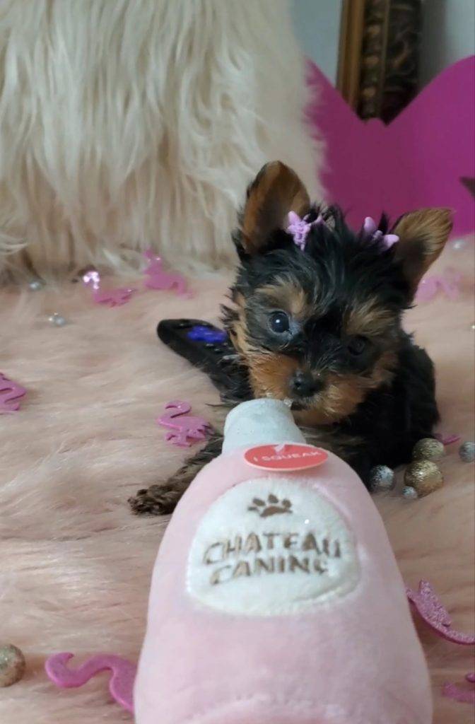 Nixie - Teacup Yorkie