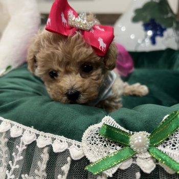 Almond - Teacup Toy  Maltipoo