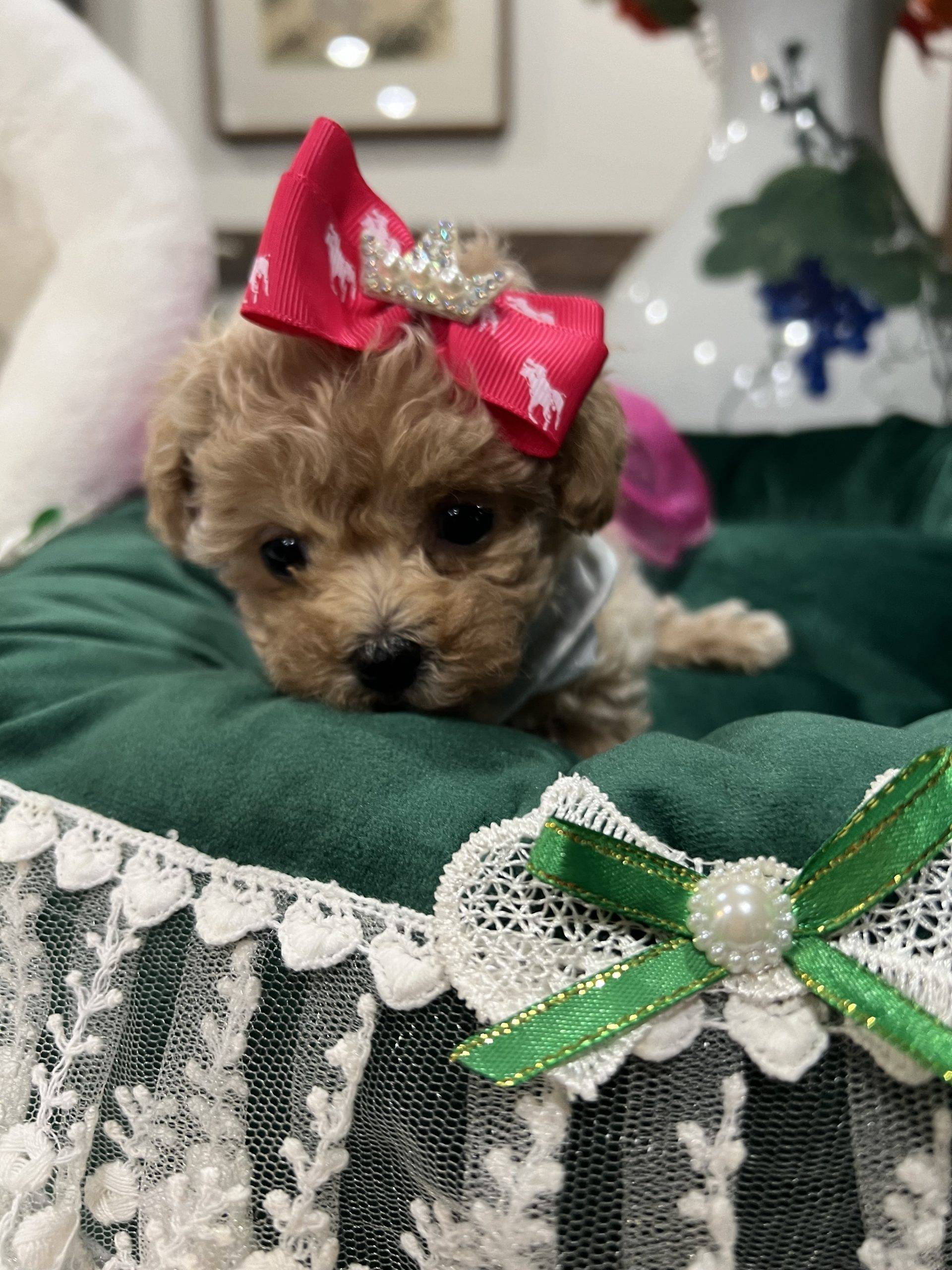 Almond - Teacup Toy  Maltipoo