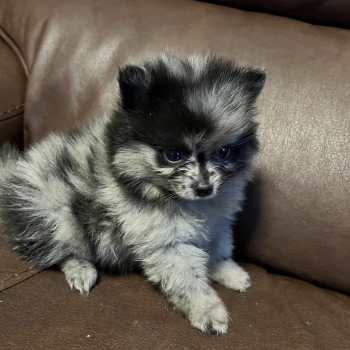 Paulina - Toy Teacup Pomeranian