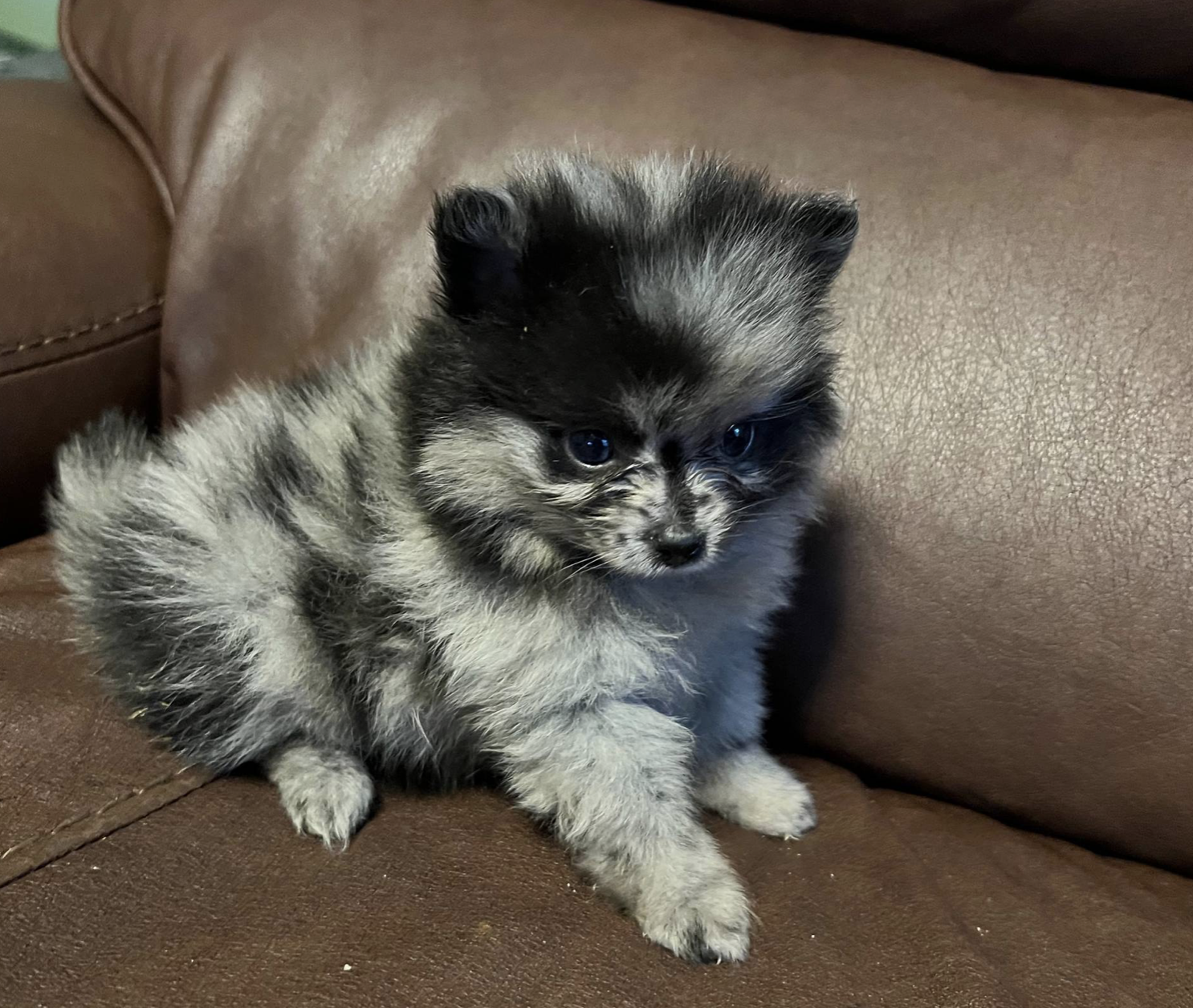 Paulina - Toy Teacup Pomeranian