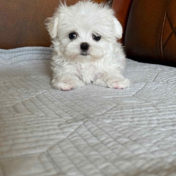 Mellow -  Tiny Micro Maltese