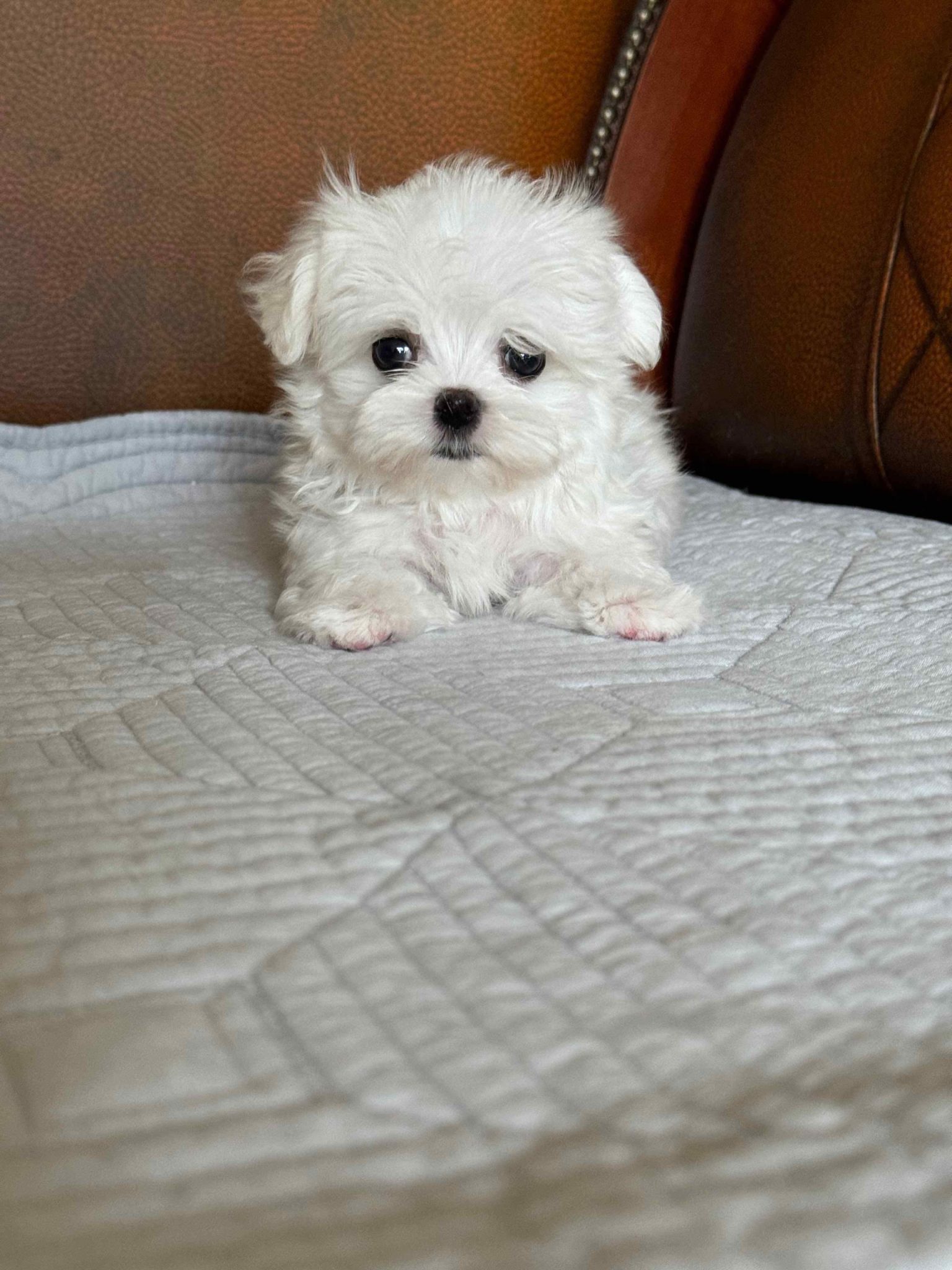 Mellow -  Tiny Micro Maltese