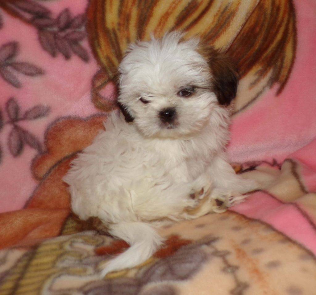 Scarlett- Shih Tzu