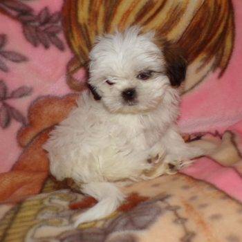 Scarlett- Shih Tzu