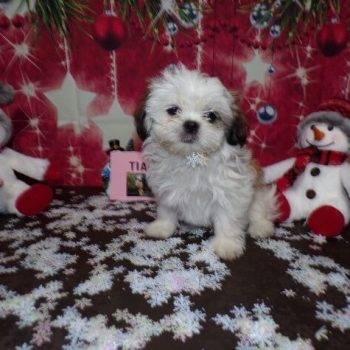 Scarlett- Shih Tzu