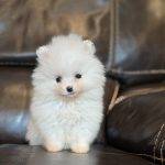 Polly  - Toy Teacup Pomeranian