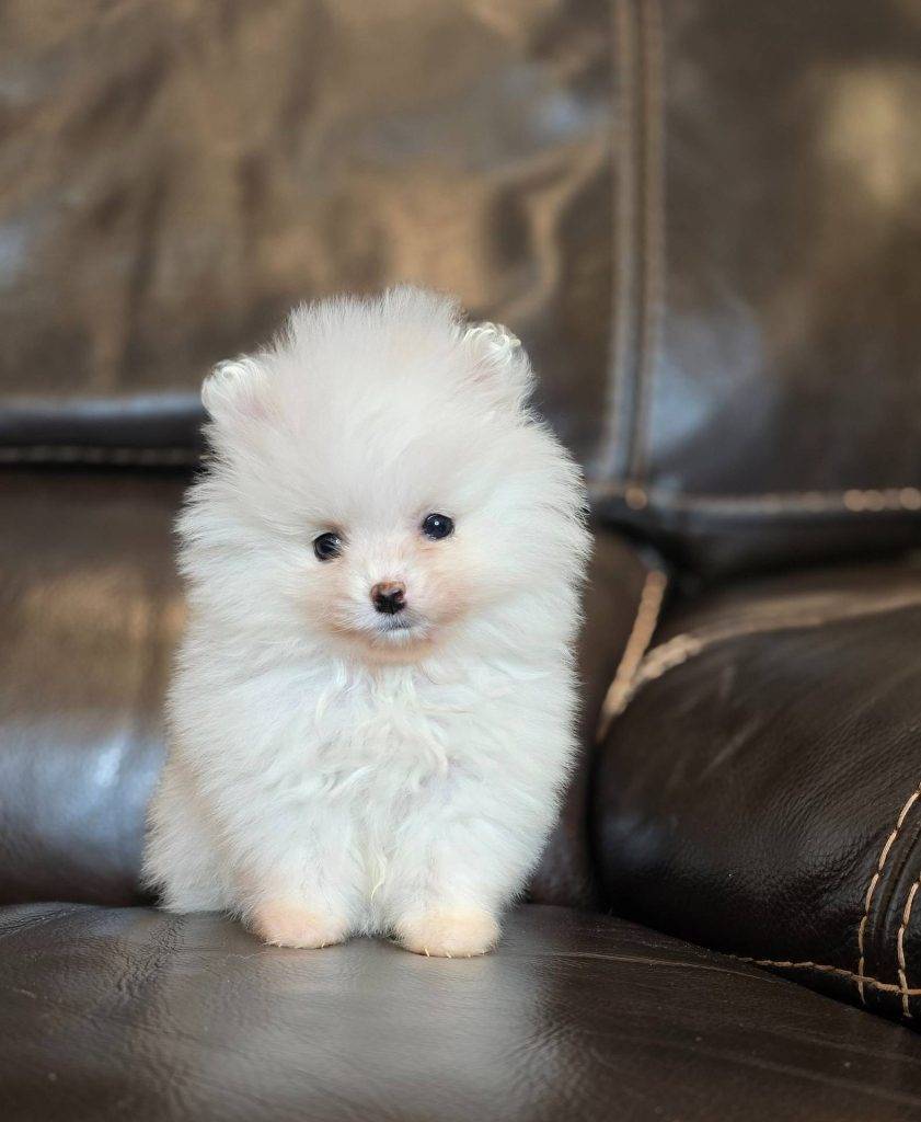 Polly  - Toy Teacup Pomeranian