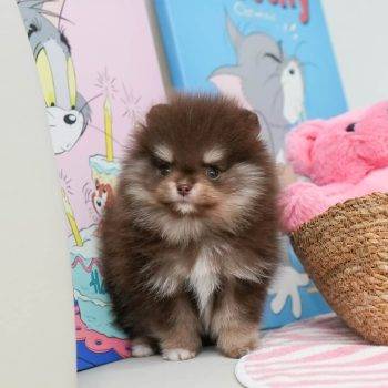 Paisley - Tiny Teacup Pomeranian