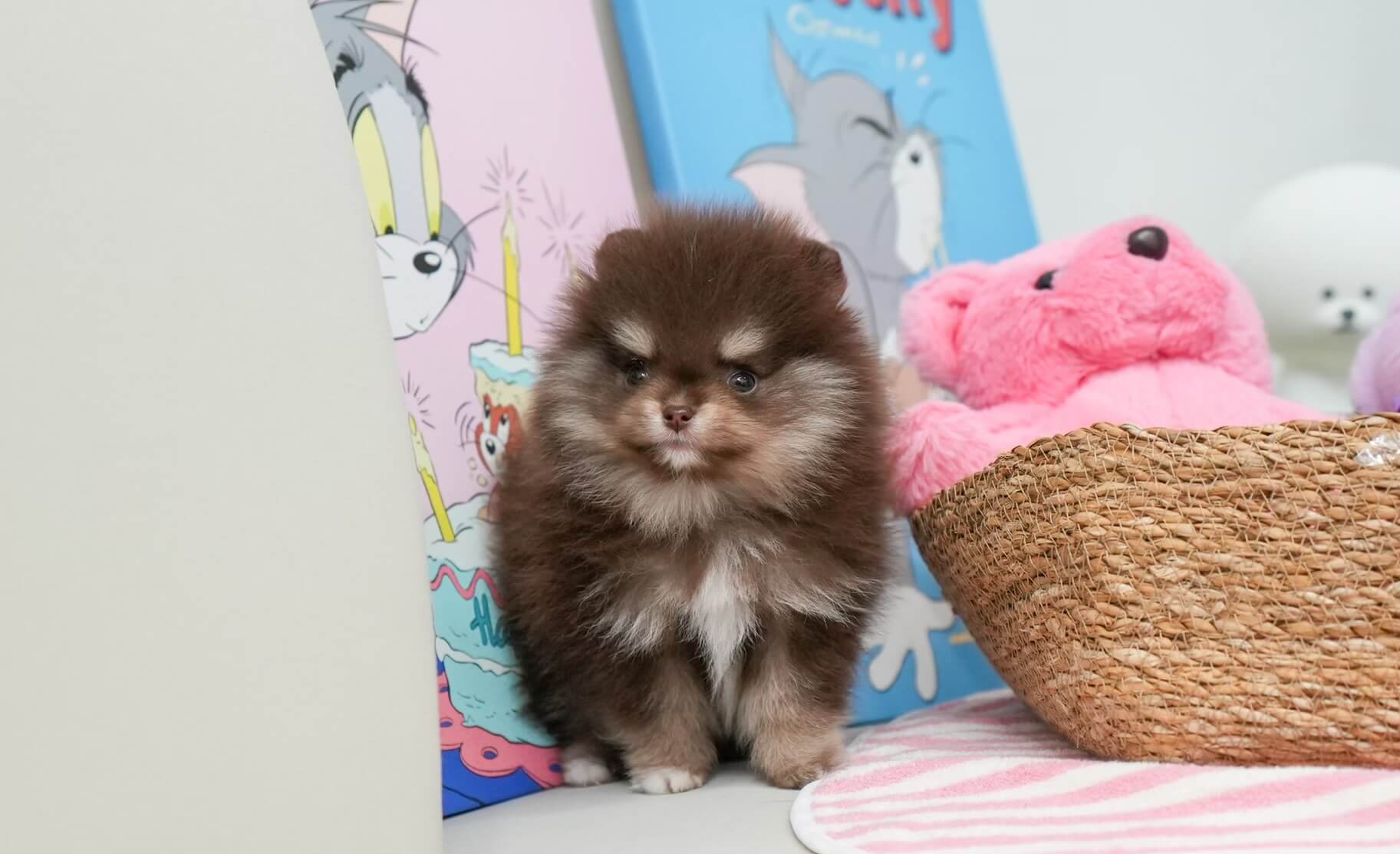 Paisley - Tiny Teacup Pomeranian