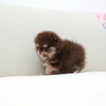 Paisley - Tiny Teacup Pomeranian