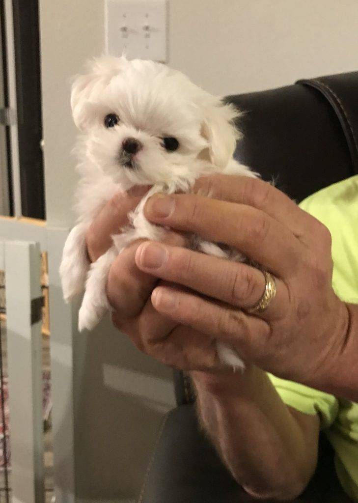 Marni- Micro Teacup Maltese