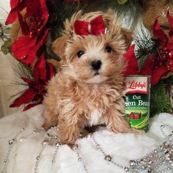 Annie - Tiny Toy Maltipoo