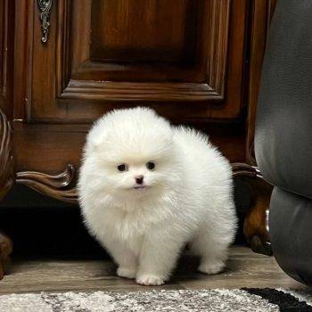 Princess - Teacup  Pomeranian