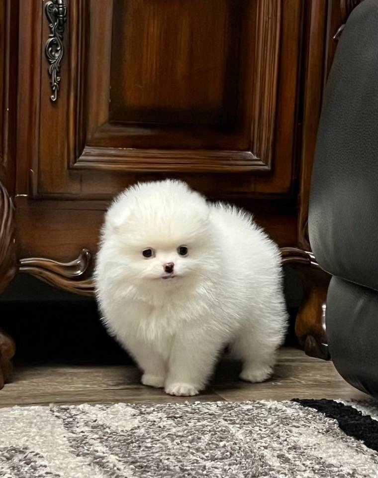 Princess - Teacup  Pomeranian