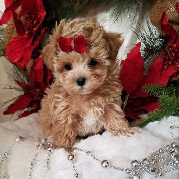 Annie - Tiny Toy Maltipoo