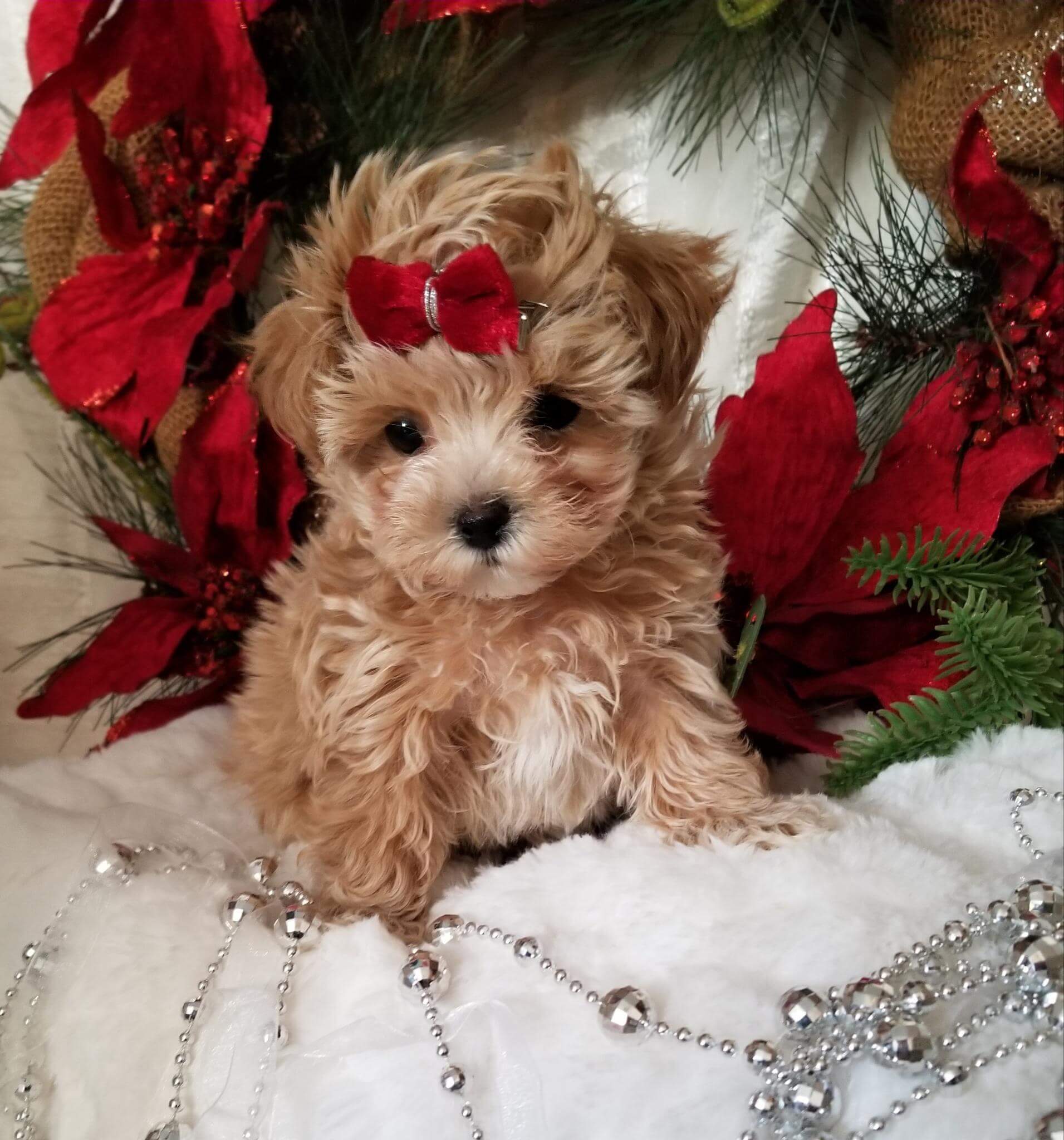 Annie - Tiny Toy Maltipoo